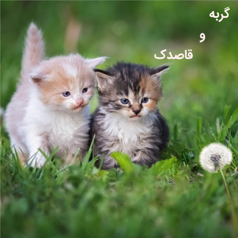 گربه و قاصدک