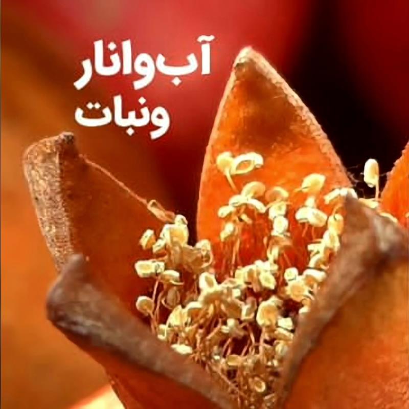 آب و انار و نبات