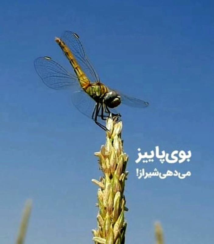 بوی پاییز-بوی زندگی